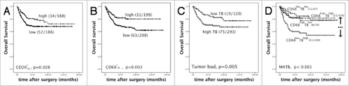 Figure 2. The survival analyses by Kaplan-Meier survival analysis (Log-rank test). (A-C) High CD20+TC density, high CD68+TF density and low tumor buds predicted favorable overall survival respectively (death/ total); (D) CD68+TFlow TBhigh had the worst survival (CD68+TFlow TBhigh vs CD68+TFhigh TBhigh, p < 0.001; CD68+TFlow TBhigh vs CD68+TFlow TBlow, p < 0.001; CD68+TFlow TBhigh vs CD68+TFhigh TBlow, p = 0.008). In high TB group, when CD68+TF were high, overall survival time was prolonged, which was similar to low TB group (death/ total). ### p < 0.001.