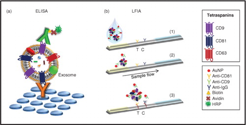 Fig. 1.  Schematic view of the experimental procedure for exosomes detection. (a) Schematic representation of the ELISA set up for exosomes detection. Here, each reagent is added in sequential steps. (b) Schematic representation of the lateral flow immunoassay dipstick. (Citation1) Specific antibodies against tetraspanins (test, T) and anti-mouse immunoglobulin antibodies (control, C) are immobilized on the membrane. (Citation2) Exosomes, if present in the sample, are detected by the detection probes (AuNP-conjugated antibodies). (Citation3) As the complexes flow, they are captured onto the membrane by the immobilized antibodies.
