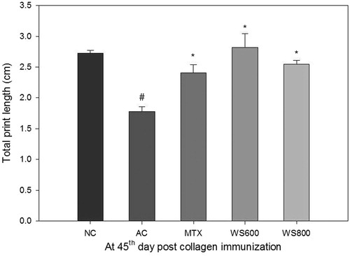 Figure 9. Total print length of rats at the 45th day post collagen immunization. NC: normal control, AC: arthritic control, MTX: methotrexate (0.3 mg kg−1), WS 600; W. somnifera (600 mg kg−1), WS 800: W. somnifera (800 mg kg−1) treated rats with ± SEM, N = 6, *p < 0.05 versus AC, #p < 0.05 versus NC.
