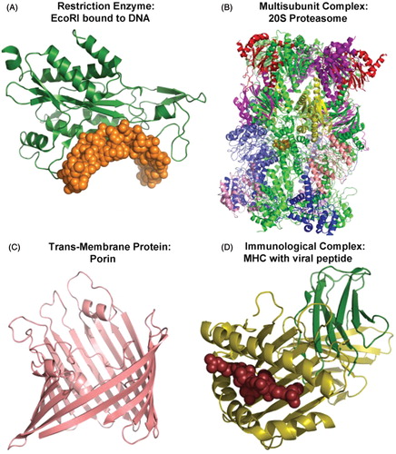 Figure 3. Variety of protein structures. Examples of different types of proteins are shown to highlight variations in secondary, tertiary, and quaternary structures. In panel A, the gold space-filling model represents DNA and the green ribbon diagram the protein. In panel B, each subunit of the proteasome is colored differently. In panel C, the monomeric structure of porin is shown as a ribbon diagram. In panel D, the viral peptide is shown as the brown space-filling model and the major histocompatibility complex (MHC) molecule as a ribbon diagram.