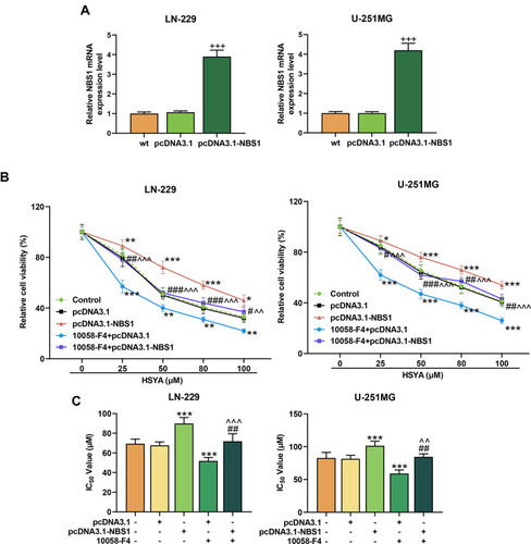 Figure 8 NBS1 overexpression induced the HSYA resistance in MYC-silenced glioma cells. (A) The overexpression efficiency of NBS1 in LN-229 and U-251MG cells were detected by RT-qPCR, β-actin was an internal control (+++P < 0.001, vs pcDNA3.1). (B) The cell viability of LN-229 and U-251MG cells after treatment with MYC inhibitor or overexpressed NBS1 was detected by MTT assays. (C) The IC50 of HSYA in LN-229 and U-251MG cells after treatment with MYC inhibitor or overexpressed NBS1 was calculated through Probit regression analysis. N=3 (*P < 0.05, **P < 0.01, ***P < 0.001, vs pcDNA3.1; #P < 0.05, ##P < 0.01, ###P < 0.001, vs pcDNA3.1-NBS1; ^^P < 0.01, ^^^P < 0.001, vs pcDNA3.1-NBS1+10058-F4).