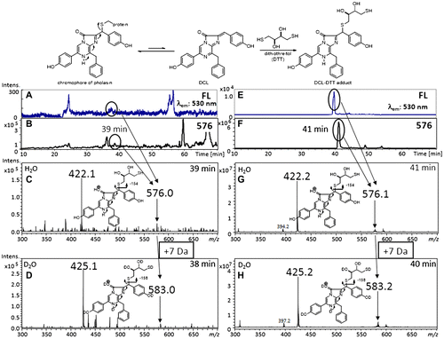 Fig. 4. Preparation of DCL–DTT from the chromophore of pholasin and the LC–MS spectra of extracts obtained from pholasin after being treated with DTT.Notes: There is an equilibrium between the chromophore of pholasin and DCL. The chromophore was converted to the DCL–DTT adduct by the addition of an excess amount of DTT. The DCL–DTT adduct was extracted from a pholasin solution (upper scheme). (A)–(D) LC–MS spectra of extracts obtained from pholasin and (E)–(H) from the authentic DCL–DTT adduct. (A), (E) Chromatogram monitored by fluorescence (530 nm emission). (B), (F) Ion-chromatogram with m/z 576, which corresponded to the molecular weight of the DCL–DTT adduct. (C), (G) Mass spectra of the ion peak at around 40 min. (D), (H) Mass spectra of the same ion peak (around 40 min) when acetonitrile/D2O was used as the mobile phase for the HPLC.