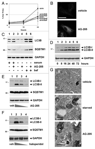 Figure 1. A PGRMC1 ligand inhibits autophagic flux and increases MAP1LC3B-II. (A) In an autophagic flux assay, serum-fed (dashed lines) or serum-starved (solid lines) A549 cells were vehicle-treated (squares) or treated with 20 μM AG-205 (triangles) or 100 nM bafilomycin A1 (diamonds) for 16 h. Label was then “chased” for 4 h and samples were collected thereafter. Each point is derived from three independent samples, and the entire experiment is representative of four independent assays. The error bars indicate standard deviation. (B) LC3B localized by immunofluorescence to cytoplasmic puncta after AG-205 treatment for 24 h (lower panel). Scale bar: 20 μm. (C) Cells were treated with a vehicle control (lanes 1, 3, and 5) or with the PGRMC1 ligand AG-205 (lanes 2, 4, and 6, 20 μM). Cells were grown in 10% serum (lanes 1–2) or 0% serum without glutamine or glucose (lanes 3 to 6), and lysates were analyzed by western blot for LC3B (upper panels), SQSTM1 (middle panels), and GAPDH (lower panels). In lanes 5 and 6, cells were treated with 100 nM bafilomycin A1. With AG-205 treatment, LC3B-II increased, but there was no change in the levels of SQSTM1, a primary substrate of autophagy. The statistics and quantification for western is shown in Figure S1. (D) A549 cells were treated with 20 μM AG-205 (PGRMC1 ligand) for 0 to 72 h, resulting in increased LC3B-II. (E and F) NB-7 neuroblastoma cells were treated with 0, 50, 15, or 5 μM AG-205 (E) or haloperidol (F) and analyzed as for (C). (G) Electron microscopy showing A549 cells treated with vehicle control in 10% serum (top panel), vehicle control in 0% serum (middle panel), and AG-205 in 10% serum (lower panel). Scale bar: 10 μm. Overall, the results indicate that in multiple cell lines, PGRMC1 ligands initiate autophagy (indicated by LC3 cleavage) that is arrested (indicated by failure to degrade SQSTM1 and decrease starvation-induced increase amino acid release). Throughout, the results shown are representative of at least three independent experiments.