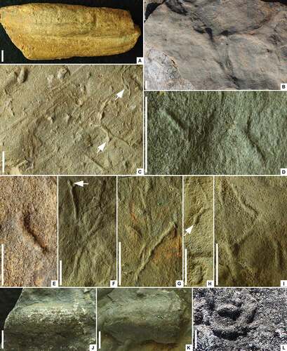 Figure 9. Trace fossils from the “lower siltstone” interval of the Torneträsk Formation. A. Teichichnus isp.; B. cf. Phycodes palmatus (Hall, Citation1852); C–I. Planolites montanus Richter, Citation1937; J–K. cf. Trichophycus venosus Miller, Citation1879; L. Gyrolithes polonicus Fedonkin, Citation1981. A. Large, isolated, striate, sandstone exichnium; X00010190. B. Low-relief burrows broadening, forking and diverging distally; specimen. C. Very small, smooth, lacriform mounds similar to Lockeia amygdaloides (Seilacher, Citation1953) (in hyporelief: arrowed) feeding into slender straight to irregular, unlined, horizontal burrows filled with silt (Planolites), generally at contrasting orientations to the diagonal streaming lineation; X00010169. D. Slender, straight, unlined, horizontal burrows filled with very fine grained sandstone; X00010182. E. Short, curved, unlined, horizontal burrow filled with very fine grained sandstone; X00010170. F–I. Slender straight to irregular, unlined, horizontal burrows filled with silt (in hyporelief) originating, in some cases, from diminutive lacriform mounds (arrowed); F, G = X00010179; H, I = X00010187. J. Short, longitudinally striate, fine-grained sand-filled burrow with diffuse termini in positive hyporelief; X00010178. K. Short, longitudinally striate, silt-filled burrow in positive hyporelief; X00010182. L. Single whorl of a short, coiled, sand-filled burrow in positive hyporelief; photographed in the field. Scale bars = 10 mm