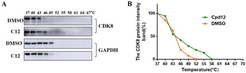 Figure 4. Compound 12 enhanced the thermal stability of intracellular CDK8 protein. (A-B)The CDK8 protein intensity at different temperature.