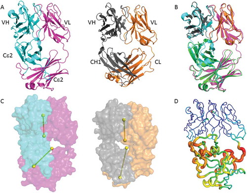 Figure 5. Adalimumab EFab crystal structure and relative domain organization. (A) Side-by-side structural comparison of the adalimumab EFab with its heavy chain in cyan and light chain in magenta alongside with the previously reported adalimumab Fab (PDB ID: 4NYL) with its heavy chain in grey and light chain in orange. (B) Top, superposition of variable domains in EFab and Fab with a C-alpha rmsd of 0.37 Å. Bottom, superposition of the Cε2 domains in EFab and IgE Fc (green, PDB ID: 2WQR)Citation16 with an rmsd of 1.32 Å. (C) Relative domain orientation of variable and constant domains in EFab and Fab. The pseudo-twofold axes of variable and constant domains are shown as dumbbells. Molecules are oriented so that the axes of the Fab are parallel to the paper plane. (D) B-factor putty representation of the adalimumab EFab structure. Orange to red colors and a wider tube indicate regions with higher B-factors, whereas shades of blue and a narrower tube indicate regions with lower B-factors. The lowest B-value is observed in the VH and VL domains (dark blue). The largest B-factor is observed in the region of Cε2 dimer (red) that rests just below the variable domains, where the electron density clearly shows more disorder than elsewhere in the structure.