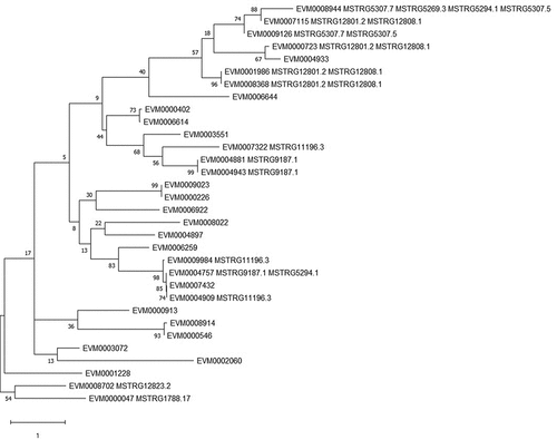 Figure 5. Phylogenetic tree for the 30 small heat shock proteins (HSP20s) of Conidiobolus obscurus based on the maximum likelihood method. The MEGAX software suite was used to infer the evolutionary histories. The tree is drawn to scale, with branch lengths measured according to the number of substitutions per site. The 12 HSP-encoding genes were putatively upregulated by the differentially expressed lncRNAs (listed behind the HSP-encoding gene ID). The rest of the HSP20s were not differentially expressed between subcultures. Another two upregulated HSP70s (EVM0008702 and EVM0000047) were used as an outgroup