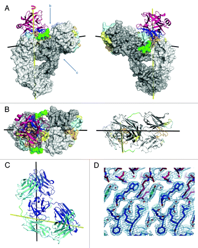 Figure 2. Structure of IL12-IL18 DVD-Ig™ DFab fragment with IL18 bound. (A) Ribbon and solid surface representation of the structure with heavy and light chains in respective shades of gray, linkers in green, and IL18 in magenta. The epitope of IL18 (dark blue sticks) interacts mainly with heavy chain CDRs 1 (lt. cyan) and 3 (lt. orange) with minor contributions from heavy and light chain CDR 2 (lt. yellow). (B) The VD2 CDR plane as viewed from above and in ribbon with IL18 removed for viewing clarity (C) Ribbon representation viewed from below the outer VD. Heavy chain is shown in dark blue and light chain in teal. (D) Stereo diagram of a representative portion of the electron density map at the DFab IL18 VD/IL18 interface.