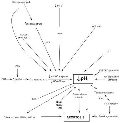Figure 1 Relationships among intracellular signaling factors, pHi, and poptosis.