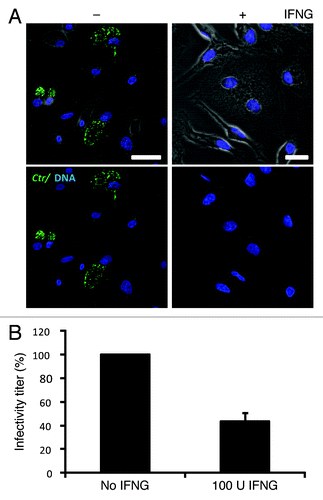 Figure 1. IFNG inhibited C. trachomatis growth in human macrophages. THP1 macrophages were treated with 100 U/ml IFNG prior to infection, then infected for 48 h with C. trachomatis (MOI 5) and simultaneously treated with 100 U/ml IFNG or left untreated (control). (A) Immunofluorescence micrographs of macrophages infected with C. trachomatis (green) and DNA (blue). Cytokine treatment resulted in a low number of detectable inclusions in C. trachomatis infected cells. Images are representative of at least three independent experiments (B) Influence of IFNG on development of infectious progeny. The yield of C. trachomatis infectious progeny decreased by 50% upon IFNG stimulation. Infectivity percentages were calculated following infection of HeLa cells: IFU/ml estimated for each treated monolayer / IFU/ml of control cells x 100. Infectivity expressed as a percentage of control cells ± standard deviation (SD) from three independent experiments (n = 3). Ctr, C. trachomatis. Scale bars: 30 μm.