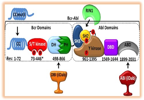 Figure 5. BCR–ABL1 domains and the targeting regions of the binding domains [Citation37]. Numbering indicates amino acid residue location of each domain in BCR–ABL1 (asterisk indicates approximate location).