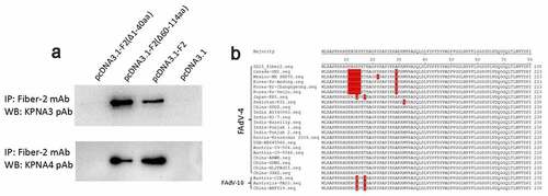 Figure 3. N-terminal 1–40aa in Fiber 2 responsed for the interaction with KPNA3/4. LMH cells were transfected with full-length fiber-2, truncated fiber-2 (1–40 aa deletion), truncated fiber-2 (61–114 aa deletion) and pcDNA3.1, respectively. (a) Cell lysates were prepared and immunoprecipitated with mAb 3C2 against Fiber-2, the pellets were examined with western blot by polyclonal antibodies against KPNA3 and KPNA4. (b) Sequence alignment analysis for N-terminus of 1–40aa in Fiber-2 from different FAdV-4 isolates. All experiments were performed for three times with comparable results