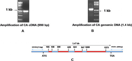 Figure 1. Cloning of carbonic anhydrase (CA) gene from cowpea: (A) amplification of CA ORF, (B) amplification of genomic DNA, and (C) structural organization of CA gene. The blue solid boxes indicate the intron and number in the top indicate the nucleic acid position.