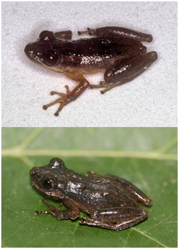 Figure 1. Adult males of S. exiguus: above – holotype (KU 167094, SVL 19.8 mm) from the Gran Sabana, Bolívar, Venezuela; below – Serra do Tepequém, State of Roraima, northern Brazil (AAG-UFU 5504, SVL 23.2 mm).