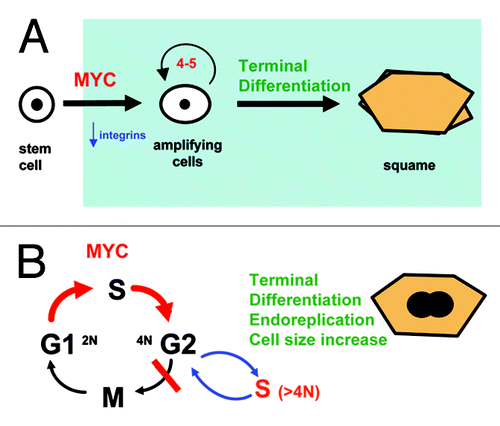 Figure 2. MYC drives epidermal differentiation and endoreplication. (A) Overactivation of MYC in human keratinocytes downregulates cell adhesion integrins and drives stem cells into active cell cycle and clonal expansion, thus committing them to terminal differentiation.Citation10 The function of MYC in epidermis becomes clearer if the keratinocyte clonal expansion phase is considered as part of the differentiation program (light blue). (B) By driving the keratinocyte cell cycle but not cell division, overactivation of MYC induces cell size increase and endoreplication, part of the normal differentiation program.Citation19,Citation23,Citation29,Citation46,Citation51