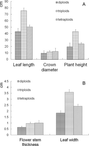 Figure 2 Major plant characters measured in daylily genotypes at different ploidy levels. A, leaf length, crown diameter, plant height; B, flower stem thickness, leaf width.