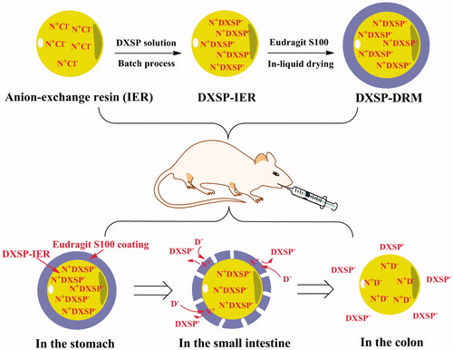 Scheme 1. Schematic preparation, administration and in vivo transportation of DXSP-DRM.