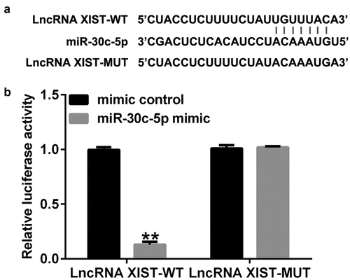 Figure 1. Direct binding site exists between lncRNA XIST and miR-30c-5p Interactions between miR-30c-5p and lncRNA XIST were revealed using bioinformatic tools (Starbase). (B) Dual-luciferase reporter gene assay was performed to confirm the binding sites between lncRNA XIST and miR-30c-5p. **p<0.01 vs. mimic control.