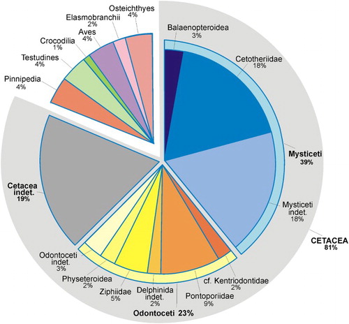 Figure 1. Quantitative composition of the fossil vertebrate assemblage from the Pisco Formation in Cerro Colorado, based on systematic surface prospecting and on a few fossils whose GPS coordinates are unknown. Isolated teeth of Elasmobranchii and fragmentary remains of indeterminate vertebrates are not considered.