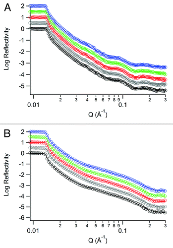 Figure 9. Neutron reflectivity profiles for mAb-1 adsorbed to a SiO2 (A) and OTS-coated SiO2 (B) surface at bulk concentrations of 50 (black), 200 (gray), 500 (red), 2000 (green) and 5000 (blue) mg/ml in histidine buffer pH 5.5. Data points are shown as empty circles, with the fitted reflectivity profiles shown as solid lines in the same color. For clarity, reflectivity profiles for increasing bulk concentrations are sequentially offset in the ordinate by a factor of log100.5.