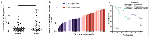 Figure 1. Expression of linc-GPR65-1 in gastric cancer tissues and its clinical value in overall survival. A. The expression of linc-GPR65-1 was up-regulated in gastric cancer tissues compared to adjacent normal tissue (P < 0.01). B. All 50 gastric cancer samples were divided into two groups, with 25 patients in each group, according to the median expression level. C. Kaplan–Meier analysis showed that a high level of linc-GPR65-1 indicated a worse prognosis of gastric cancer patients (P = 0.037).