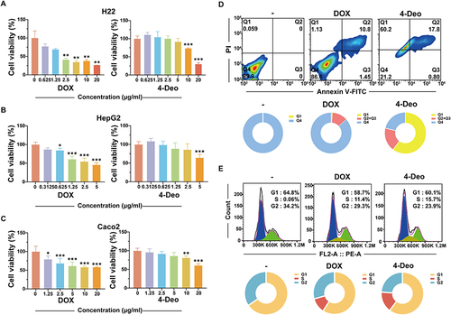 Figure 2 In vitro efficacy evaluation of 4-Deo. (A) The cytotoxicity of DOX or 4-Deo on H22 cells was determined by CCK8 assay. Data are presented as mean ± SD (n = 6). (B) The cytotoxicity of DOX or 4-Deo on HepG2 cells was determined by MTT assay. Data are presented as mean ± SD (n = 6). (C) The cytotoxicity of DOX or 4-Deo on Caco2 cells was determined by MTT assay. Data are presented as mean ± SD (n = 6). (D) H22 cells were treated with 0.2 μg/mL DOX or 4-Deo for 24 h and flow cytometry were used to detect cell apoptosis. (E) H22 cells were treated with 0.2 μg/mL DOX or 4-Deo for 24 h and flow cytometry were used to detect cell cycle. *p < 0.05, **p < 0.01, ***p < 0.001.