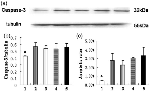 Figure 4. Apoptosis of HK-2 cells examined by expression of caspase-3 protein and flow cytometry. (1) normoxia group; (2) hypoxia-like group; (3) transfection reagent group; (4) negative control group; (5) HIF-1α siRNA group. (a) Expression of caspase-3 and tubulin protein by Western blot. (b) The ratio of caspase-3 to tubulin protein. The caspase-3 protein level of normoxia group was significantly lower than the other four groups (*p < .05). The apoptotic rates (c) of each group were obtained by flow cytometry. Apoptotic rate of normoxia group was significantly lower than the other four groups (*p < .05). Results (means ± SD) are from 6 sets of experiments.
