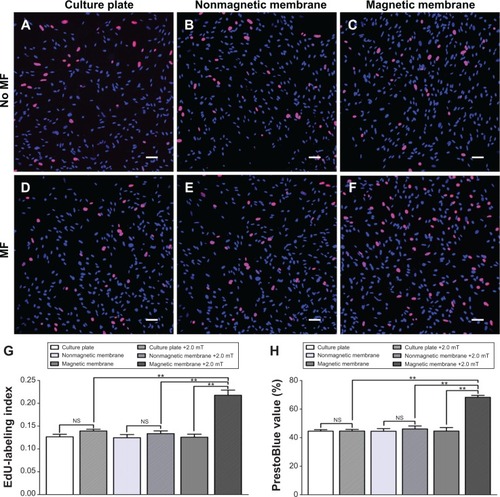 Figure 9 EdU staining and PrestoBlue assay in magnetic membranes at 24 hours after seeding.Notes: (A) culture plate group; (B) nonmagnetic membrane group; (C) magnetic membrane group; (D) culture plate + MF group (2.0 mT); (E) nonmagnetic membrane + MF group (2.0 mT); (F) magnetic membrane + MF group (2.0 mT). The EdU-labeling index (G) and PrestoBlue assay values (H) in each group were obtained by averaging the results of five samples for each group. Scale bar: (A–F) 50 µm (magnification 20×). All data are expressed as means ± standard error of mean. **P<0.01.Abbreviations: EdU, 5-ethynyl-2-deoxyuridine; MF, magnetic field; NS, not significant.