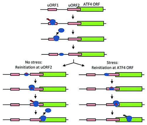 Figure 6. Schematic of stress-induced translation of ATF4. After translating uORF1, under non-stressed conditions, the 40S subunit (small oval) quickly reloads with eIF2-GTP, Met-tRNA, and other eIFs (red asterisk) and reinitiates translation at uORF2. Under stress, the 40S subunit is not reloaded until later, reinitiating translation at ATF4.