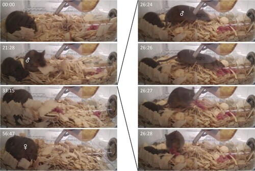 Figure 4. Sequential cut images of a sire in successive motions while he relocates nest site at the spot where the KO dam is sleeping (PPH 20). KO dam was sleeping alone away from the pups grouped in the old nest (under the water bottle). The sire (♂, likely responding to pups’ specific calls) carries and transports pups to place them right under the KO dam’s belly in order for them to be able to suckle, while simultaneously working diligently to build a new nest surrounding the pups newly-located now with their KO dam. Between 21:28 and 33:15, a more detailed 4-s sequence (right, 26:24 ∼ 26:28) is inserted. At 33:15, a pup dropped at the center in the middle of the pup-transport process that was soon to be retrieved to the sleeping KO dam. At 56:47, KO dam (♀) hovering over and nursing pups in the new nest.