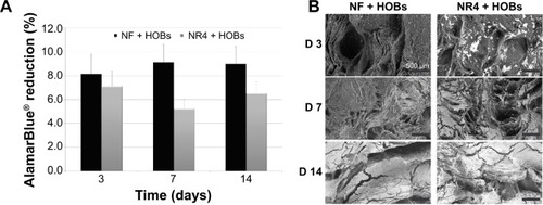 Figure 3 Biocompatibility analysis of the PCL electrospun nanofibrous 3D scaffold in the presence of HOBs.Notes: (A) % AlamarBlue® reduction showing the metabolic activity of the cells at 3, 7, and 14 days of culture on the 3D scaffolds. n=9, P>0.05 each time. Bars = standard deviation. (B) Scanning electron microscopy images of PCL nanofibrous scaffolds (NF and NR4) seeded with human primary osteoblasts after 3, 7, and 14 days. For all images, scale bars =500 μm.Abbreviations: D, day; HOBs, human primary osteoblasts; NF, not functionalized; NR4, functionalized with (chitosan/BMP-7)4 nanocontainers; PCL, poly(ε-caprolactone).