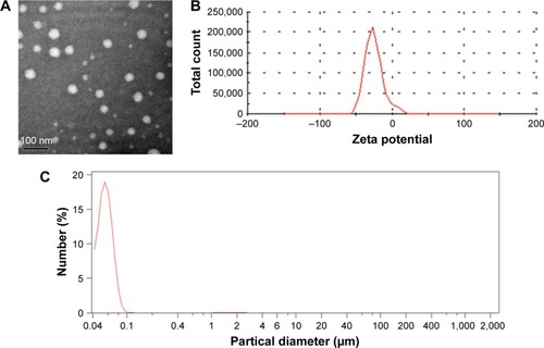 Figure 1 Characterization of Cur-SLNs.Notes: Transmission electron microscopy image (A), zeta potential distribution (B), and particle size distribution (C) of Cur-SLNs.Abbreviation: Cur-SLNs, curcumin-loaded solid lipid nanoparticles.