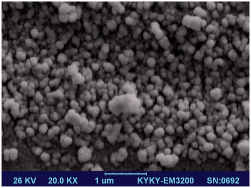 Figure 1. Scanning electron microscopy (SEM) photograph of nanoliposomes. Three-dimensional spheroids with smooth surface and uniform size vesicles were found in all images.