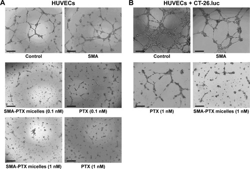 Figure 3 Effect of SMA-PTX micelles on tube formation using HUVECs.Notes: (A) HUVECs were treated with PTX or SMA-PTX micelles (0.1 nM or 1 nM) for 20 hours. (B) CT-26.luc cells cocultured with HUVECs were treated with PTX or SMA-PTX micelles (1 nM) for 20 hours. Representative pictures were taken. The scale bar denotes 100 μm.Abbreviations: SMA, poly(styrene-co-maleic acid); PTX, paclitaxel; HUVECs, human umbilical vein endothelial cells.
