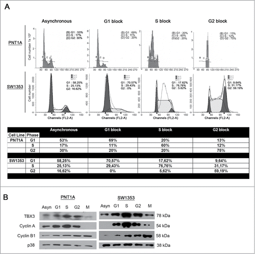 Figure 1. TBX3 protein levels are elevated in S-phase. (A) Flow cytometry of asynchronous PNT1A and SW1353 cells or cells arrested at specific stages of the cell cycle as indicated. (B) Western blotting of cell extracts prepared from asynchronous or synchronised cells with antibodies to the indicated proteins. Anti-p38 antibody was used as a loading control.
