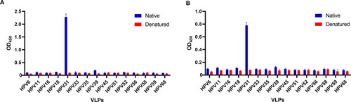 Figure 2. Specificities of 19B4 (A) and 19C2 (B) to native or denatured HPV L1-VLPs.