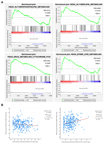 Figure 5 Enrichment plots by GSEA. (A) GSEA results showed that higher CYP19A1 expression was associated with activation of glycerophospholipid and glycerolipid-related metabolism pathways. (B) Correlation between CYP19A1 expression level and lipid metabolism-related genes FASN (right) and SCD1(left).