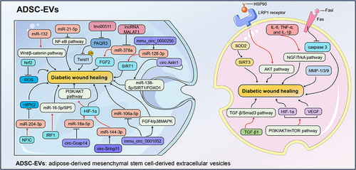 Figure 3 The mechanisms of ADSC-EVs in diabetic wound healing. MiRNAs, lncRNAs, circRNAs, and proteins encoded by ADSC-EVs can positively modulate skin-related effector cells, such as FBs, KCs, ECs, and ICs, consequently leading to cascading response variations and accelerating diabetic wound healing.