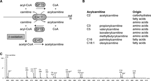 Figure 1.  A: Schematic representation of acylcarnitine metabolism. Fatty acids are activated in the cytosol to acyl-coenzyme A (CoA). Carnitine palmitoyl transferase 1 (CPT1) converts the acyl-CoA into an acylcarnitine, which can subsequently be transported across the mitochondrial inner membrane by the carnitine acylcarnitine carrier (CACT, SLC25A20). CPT2 converts the acylcarnitine back into an acyl-CoA, which can subsequently be β-oxidized. Carnitine acetyltransferase (CAT) catalyzes the reversible transfer of short chain acyl groups, such as acetyl and propionyl, between CoA and carnitine. B: Selected acylcarnitines and their origin. C: An acylcarnitine spectrum. Acylcarnitines are often measured with tandem mass spectrometry (MSn) using a so-called parent ion scan. In this approach, molecules are fragmented in a collision cell. After fragmentation only those molecules are determined that give a common, often specific, fragment ion. The acylcarnitine spectrum is derived by scanning the first mass spectrometer, followed by fragmentation in a collision cell and only allowing a specific acylcarnitine fragment ion of mass-to-change ratio (m/z) 85 to pass through the second mass spectrometer to be detected. Selected acylcarnitines are indicated in the spectrum. The m/z value corresponds to the protonated butyl ester of the acylcarnitine. The m/z values marked with an asterisk (*) are the internal standards for free carnitine (221), C3-carnitine (277), C6-carnitine (319), C8-carnitine (347), C10-carnitine (372), and C16-carnitine (459). Each internal standard has an m/z value +3, because it is labeled with three deuterium atoms (2H).