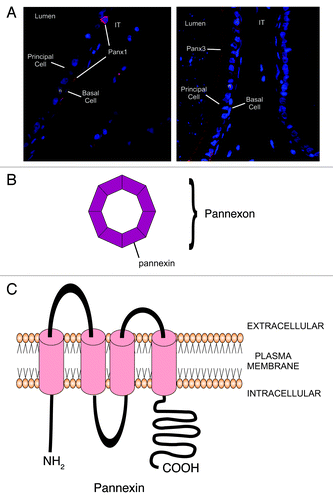 Figure 4. Schematic diagram representing the appearance and structural composition of pannexon channels. A. Immunofluorescent photomicrograph of Panx1 (left) and Panx3 (right) in the rat epididymis. Panx1 is localized between principal and basal cells while Panx3 is present at the apical region of the epithelium. B. Pannexons are composed of 6 to 8 pannexins. C. Pannexins are transmembrane proteins that have two extracellular loops of different lengths and a long carboxy terminal in the intra cellular space.
