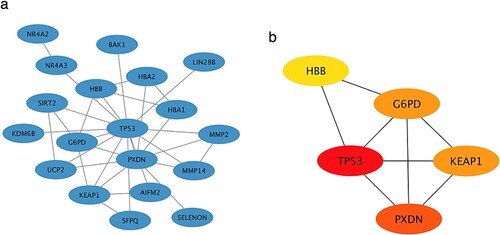 Figure 4. The PPI networks consisted of (a) 19 DE-OSRGs and (b)5 CDE-OSRGs. Each gene is represented by a node, and the connections between nodes represent the interactions between genes. 5de osrg is distinguished by nodes in red or orange, and the intensity of the colour reflects their degree of connectivity.