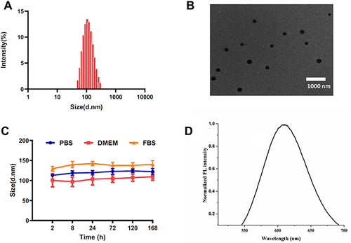 Figure 1 Characterizations of the BSA-Tpy. (A) Size distribution of NPs in the water. (B) TEM image. (C) The stability of BSA-Tpy. (D) Normalized FL intensity in water.