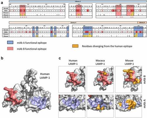 Figure 5. Functional Epitopes of mAb A and mAb B in human LAMP1 and orthologs. (a) & (b) Functional epitopes of mAb A and mAb B on the AlphaFold model of the full extracellular domain of human LAMP-1 are represented in blue and pink, respectively. (c) Molecular surface representation of epitope conservation in the cynomolgus and mouse sequences. The surface area is colored blue or pink if the residue is conserved between the two species for Fab B and A, respectively, and orange if the epitope has different residues in the two antigens.