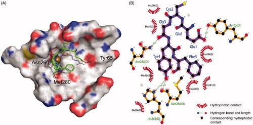 Figure 5. Molecular docking model of tyrosinase and EF-5. (A) The 3 D map of EF-5 docking in the tyrosinase activity center. (B) The 2 D projection of EF-5 and tyrosinase docking model. The image was generated in LigPlot.
