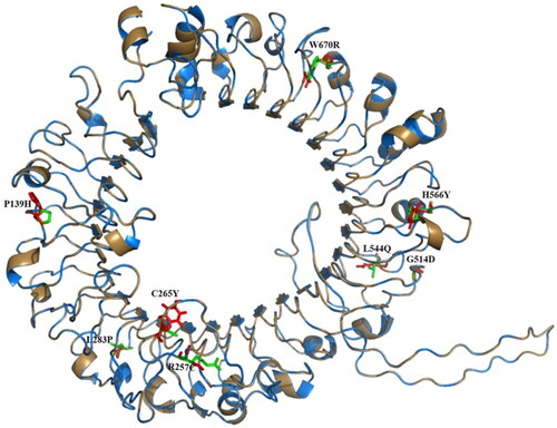 Figure 4. Structural alignment of wild and mutant-type TLR9 proteins: The C-alpha atoms structural superimposition of wild-type (sky blue color) and mutant-type (sand color) TLR9 proteins has been shown in cartoon format. All sites have been shown in green and red color sticks for wild and mutant-type, respectively. The figure shows that both structures are aligning perfectly where slight deviations are noted among all points of mutations. The overall structural alignment shows the very close C-alpha atom’s root mean square deviation (RMSD) of 0.064 Å between the two structures.