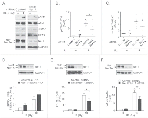 Figure 1. Net1 proteins regulate ATM-mediated DNA damage signaling. (A) Net1 isoform expression is required for ATM activation. MCF7 cells were transfected with the indicated siRNAs and treated with 5 Gy IR. Thirty minutes after recovery the cells were lysed and tested by Western blotting using indicated antibodies. (B, C) Quantification of ATM (B) and H2AX (C) phosphorylation. Data shown are from 8 independent experiments. Bars are median values. Significance was determined by Student's T-test; * = P < 0.05. (D) MCF7 cells were transfected with control or Net1 targeting siRNAs. After 72 h the cells were irradiated and tested by Western blotting for phosphorylated and total DNA-PKcs. Data shown are the average of 3 independent experiments. Errors indicate standard error of the mean (SEM). (E) BT474 cells transfected with control or Net1 targeting siRNAs were treated with IR and then tested for ATM phosphorylation by Western blotting. Data shown are the average of 3 independent experiments. Errors are SEM; * = P < 0.05. (F) U2OS cells were transfected with control or Net1 targeting siRNAs and tested for phosphorylation of ATM after IR treatment. Data shown are the average of 3 independent experiments. Errors are SEM; ** = P < 0.005.