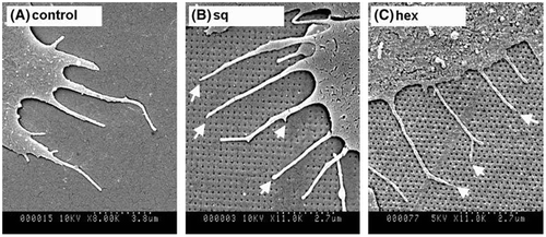 Figure 8. Scanning electron micrographs of filopodia of osteoprogenitor cells cultured on (A) planar control; (B) square (SQ) nanopit arrays and (C) hexagonal (HEX) nanopit arrays. Images reproduced with permission from [Citation52].