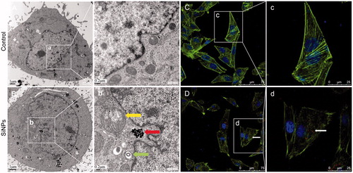 Figure 3. Ultrastructural observation and cytoskeleton structure in SiNPs-treated HUVECs. (A,C) Control group, (B,D) 50 μg/mL treated group. Yellow arrow: swollen mitochondria; red arrow: SiNPs; green arrow: autophagosome. Scale bar of TEM: (A) and (B) for 1 μm; (a) and (b) for 0.2 μm. For LSCM: F-actin (green); DAPI (blue); SiNPs (red) with white arrow.