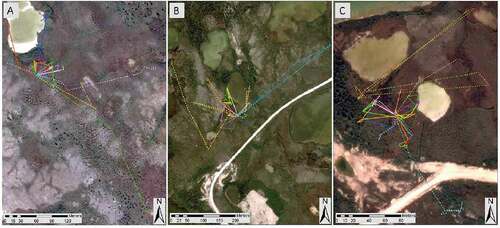 Figure 2. Movement paths for wood frogs tracked near Churchill, Manitoba, Canada, in 2015 and 2016. We tracked sixteen frogs at Lindy (A), twenty-one frogs at Strange (B), and twenty frogs at Palsa 4 (C). For each wetland, an individual frog is represented by a unique combination of color and line style. Some individuals, such as those represented by the light-blue dotted line (B) and yellow dotted line (C), made movements away from and back to the wetland, and thus have a movement path that appears as a polygon