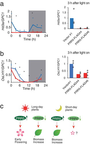 Figure 5. Expression of Hd3a and OsLHY in PRR5-FLAG rice. (a) Expression of Hd3a and (b) OsLHY normalized with glyceraldehyde-3-phosphate dehydrogenase (OsGPC1) in rice. Note that OsGPC1 expression was not cyclic. Blue and red lines indicate Vector#1 and PRR5-FLAG#4, respectively. Blue and red dots indicate biological replicates of Vector#1 and PRR5-FALG#4, respectively (left panels). Maximal expression in Vector#1 was defined as 1.0. Gray areas indicate the dark period. Asterisks are significant changes between Vector #1 and PRR5-FLAG #4 (Student’s t-test p < 0.05) (left panels). Expression of Hd3a and OsLHY in PRR5-FLAG#6 at 3 h after light on (n = 3, right panels). Bar and dots indicate mean and individual values, respectively. (c) Model for the effect of the PRR9/PRR5 sub-group on flowering time and plant biomass. Enhancement of PRR5 function in long-day plants results in early flowering, but attenuation of PRR5 causes a biomass increase due to late flowering. Enhanced PRR function in short-day plants increases biomass likely through flowering-dependent pathways.